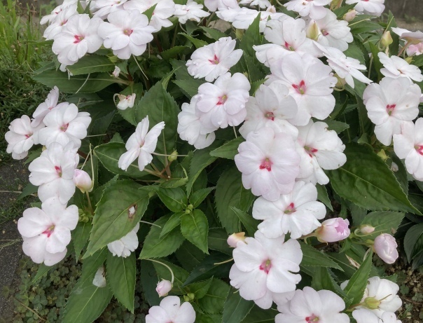 何故？｜写メ日記｜サブレのノドカ｜鶯谷 人妻デリヘル C級グル女　鶯谷店