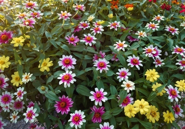 過ごしやすいですね♪｜写メ日記｜サブレのノドカ｜鶯谷 人妻デリヘル C級グル女　鶯谷店