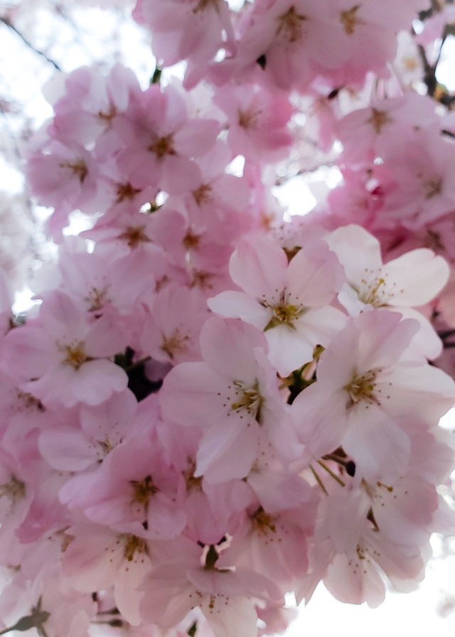 お久しぶりです｜写メ日記｜三点盛りのチナミ｜鶯谷 人妻デリヘル C級グル女　鶯谷店