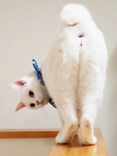 私って猫よ｜写メ日記｜いちごのイロハ｜鶯谷 人妻デリヘル C級グル女　鶯谷店