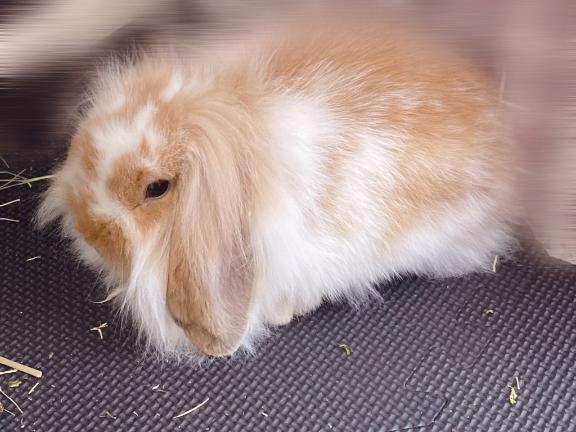 ☀️｜写メ日記｜れな｜立川・八王子・三多摩 一般デリヘル 八王子ペロンチョ学園～舐めたくてグループ八王子校～