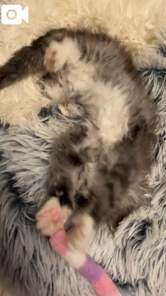 愛猫ちゃんたち