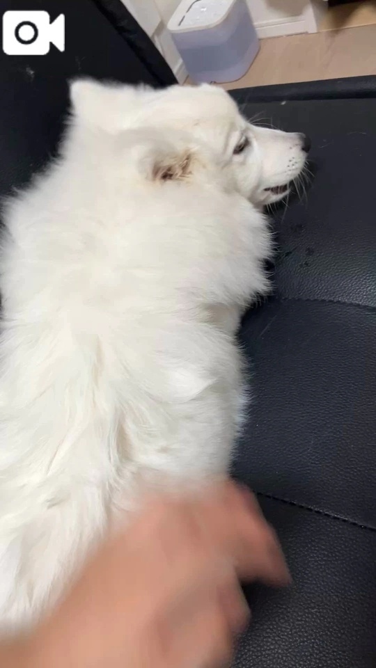 成長した白いもふもふ🐶｜写メ日記｜きらら｜立川・八王子・三多摩 一般デリヘル 八王子ペロンチョ学園～舐めたくてグループ八王子校～