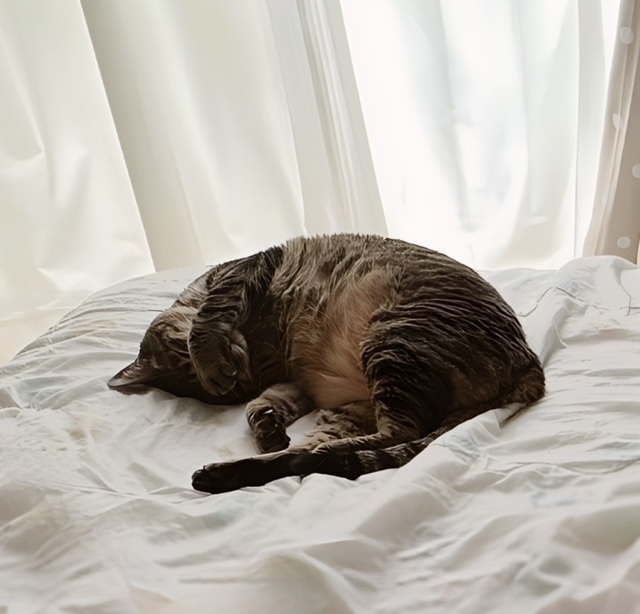 出勤予定のお知らせꕤ︎︎·͜·｜写メ日記｜ゆらぎ｜中野・吉祥寺 人妻デリヘル 吉祥寺人妻研究会