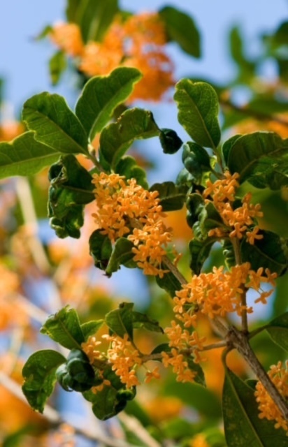 ゆらぎですꕤ︎︎·͜·｜写メ日記｜ゆらぎ｜中野・吉祥寺 人妻デリヘル 吉祥寺人妻研究会