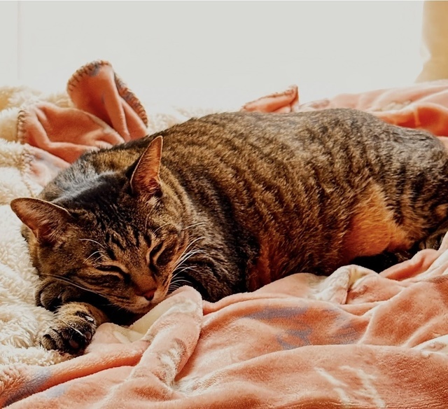 お休みのお知らせ