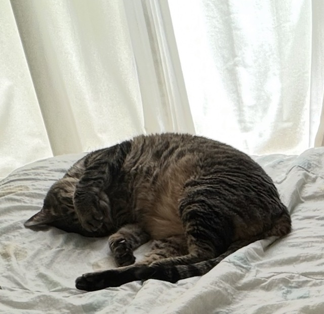 お休みのお知らせ｜写メ日記｜ゆらぎ｜中野・吉祥寺 人妻デリヘル 吉祥寺人妻研究会