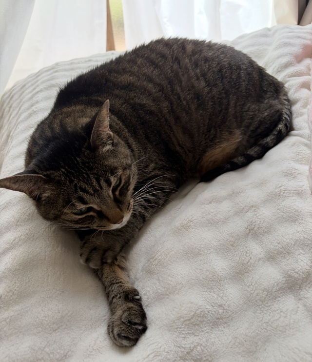お休みのお知らせ｜写メ日記｜ゆらぎ｜中野・吉祥寺 人妻デリヘル 吉祥寺人妻研究会