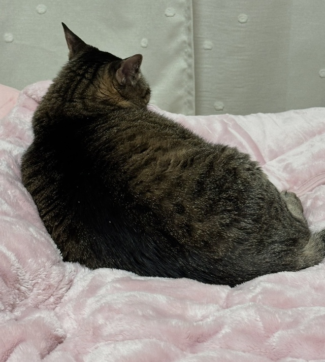 ごめんなさい〜(｡>_<｡)｜写メ日記｜ゆらぎ｜中野・吉祥寺 人妻デリヘル 吉祥寺人妻研究会