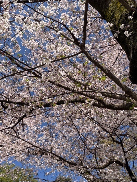 ゆらぎですꕤ︎︎·͜·｜写メ日記｜ゆらぎ｜中野・吉祥寺 人妻デリヘル 吉祥寺人妻研究会
