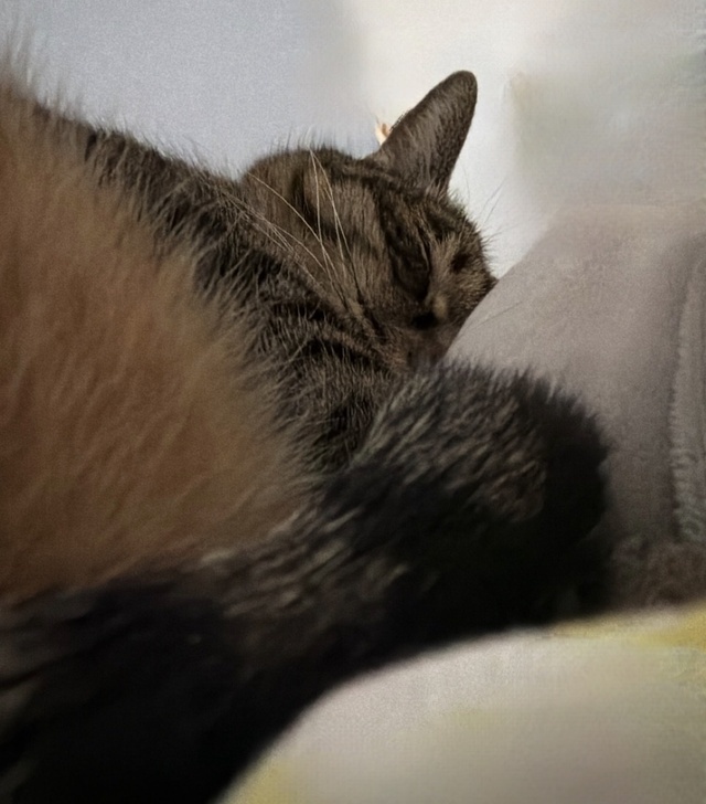 お休みのお知らせ｜写メ日記｜ゆらぎ｜中野・吉祥寺 人妻デリヘル 吉祥寺人妻研究会