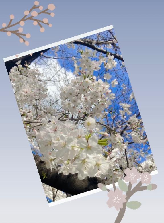 桜の季節は…