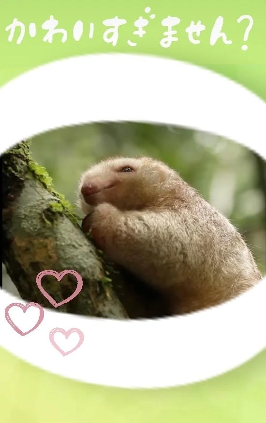 ヒメアリクイ♡｜写メ日記｜そら｜新宿 人妻デリヘル 完熟ばなな 新宿