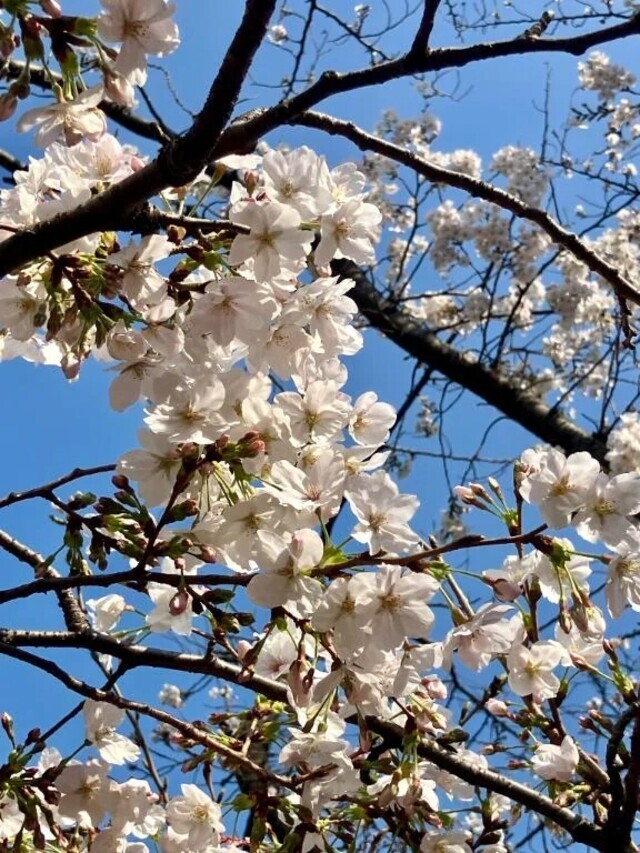 春の空気を纏う｜写メ日記｜そら｜新宿 人妻デリヘル 完熟ばなな 新宿