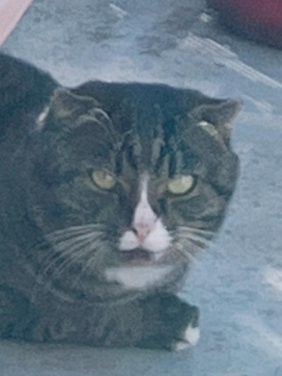 我が家のベランダ猫🐱｜写メ日記｜あやの｜新宿 人妻デリヘル 完熟ばなな 新宿