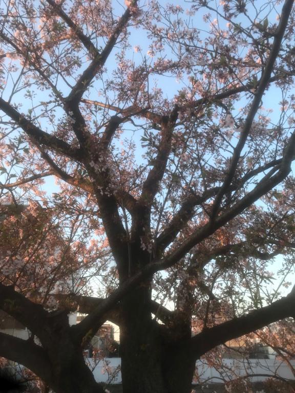 こんにちは！｜写メ日記｜あさみ｜新宿 人妻デリヘル 完熟ばなな 新宿