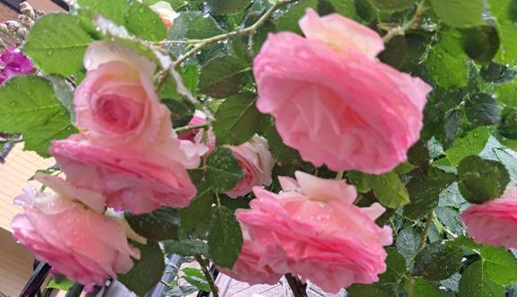 🌷🌹🌹🌷｜写メ日記｜はな｜新宿 人妻デリヘル 完熟ばなな 新宿