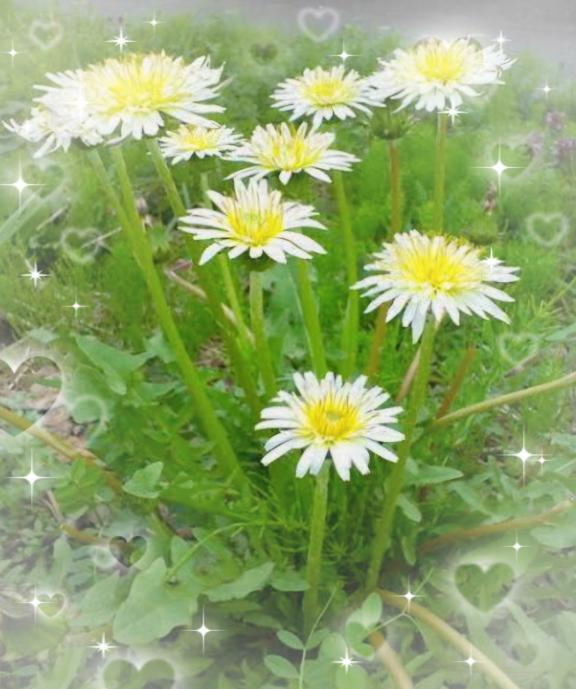 🌷シロバナタンポポ🌷｜写メ日記｜はな｜新宿 人妻デリヘル 完熟ばなな 新宿