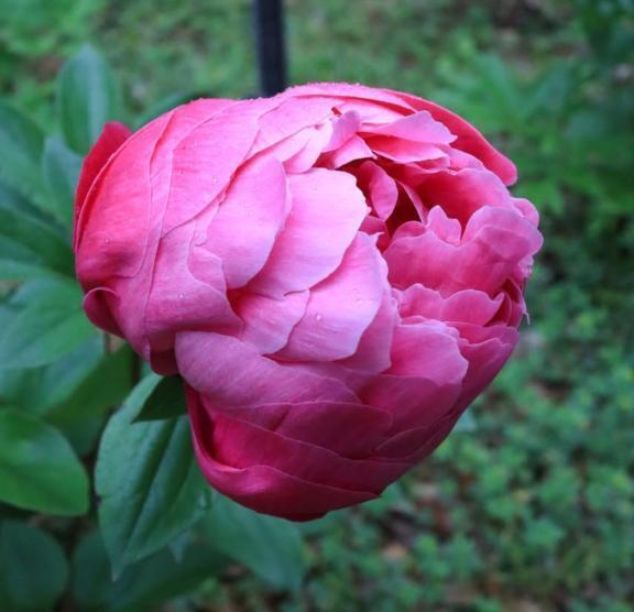 🌷折り返し木曜日🌷｜写メ日記｜はな｜新宿 人妻デリヘル 完熟ばなな 新宿