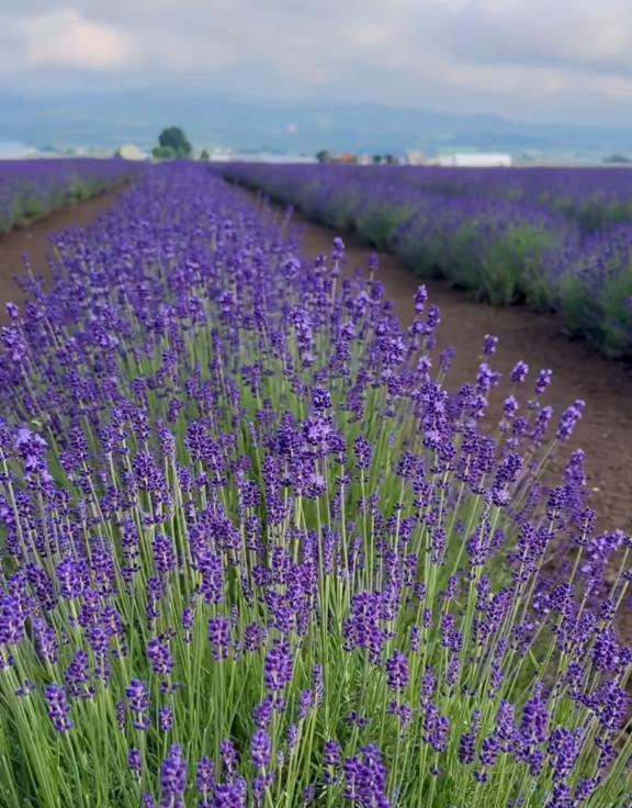 🌷7月5日🌷｜写メ日記｜はな｜新宿 人妻デリヘル 完熟ばなな 新宿