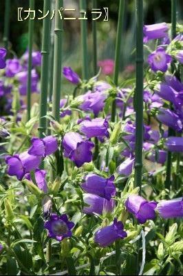 🌷7月8日🌷｜写メ日記｜はな｜新宿 人妻デリヘル 完熟ばなな 新宿