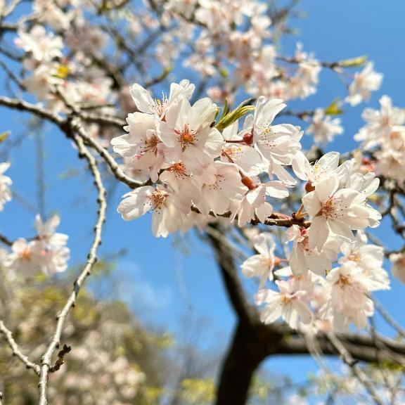 お久しぶりです⭐️｜写メ日記｜さくら｜新宿 人妻デリヘル 完熟ばなな 新宿