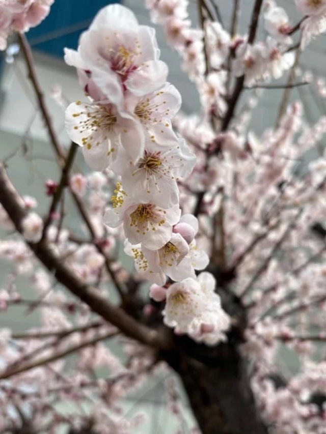 梅✨｜写メ日記｜すみれ｜新宿 人妻デリヘル 完熟ばなな 新宿