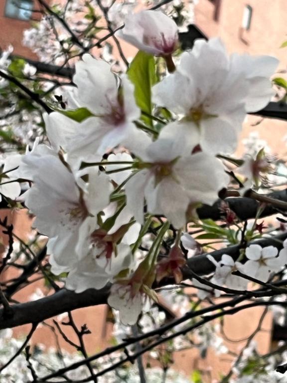 リクエスト有難うございます😊｜写メ日記｜はる｜新宿 人妻デリヘル 完熟ばなな 新宿