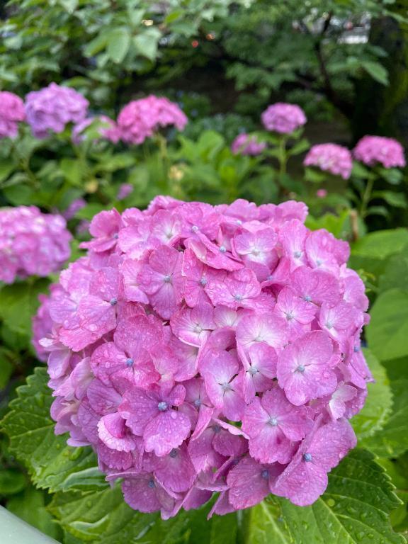 雨｜写メ日記｜さつき｜新宿 人妻デリヘル 完熟ばなな 新宿