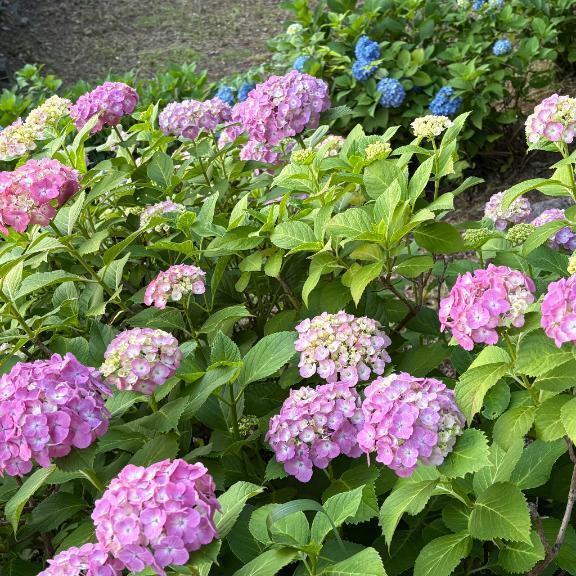 今日も｜写メ日記｜さつき｜新宿 人妻デリヘル 完熟ばなな 新宿
