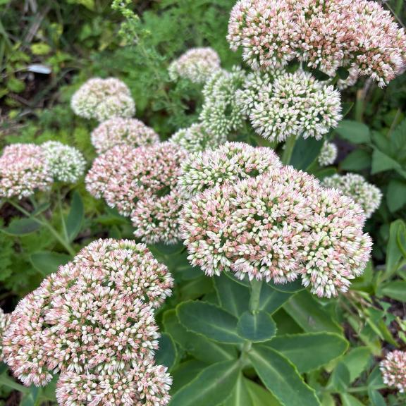 多肉植物｜写メ日記｜さつき｜新宿 人妻デリヘル 完熟ばなな 新宿