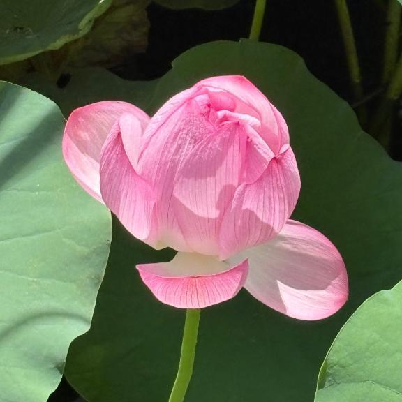 可愛い｜写メ日記｜さつき｜新宿 人妻デリヘル 完熟ばなな 新宿