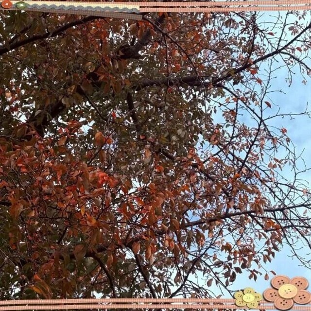 紅葉｜写メ日記｜さつき｜新宿 人妻デリヘル 完熟ばなな 新宿