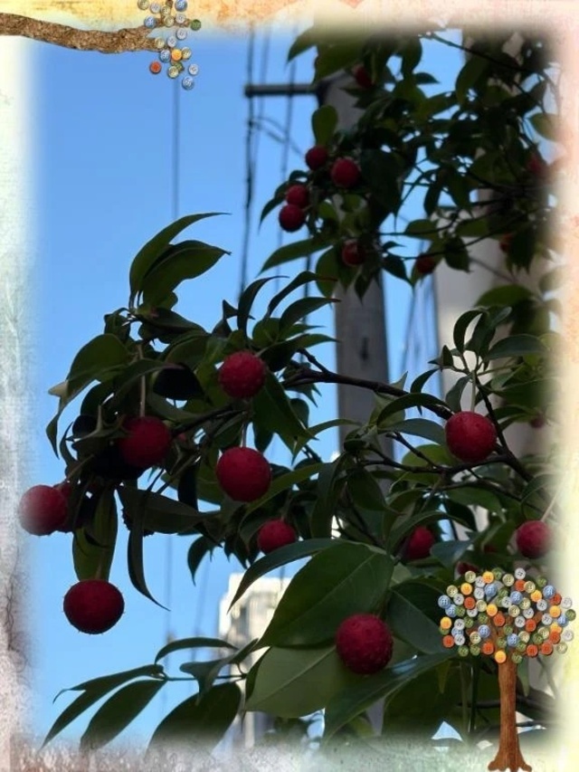 街路樹｜写メ日記｜さつき｜新宿 人妻デリヘル 完熟ばなな 新宿