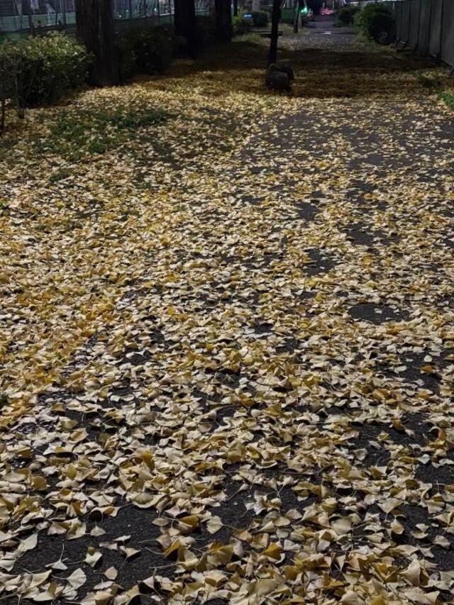 落ち葉の絨毯｜写メ日記｜さつき｜新宿 人妻デリヘル 完熟ばなな 新宿