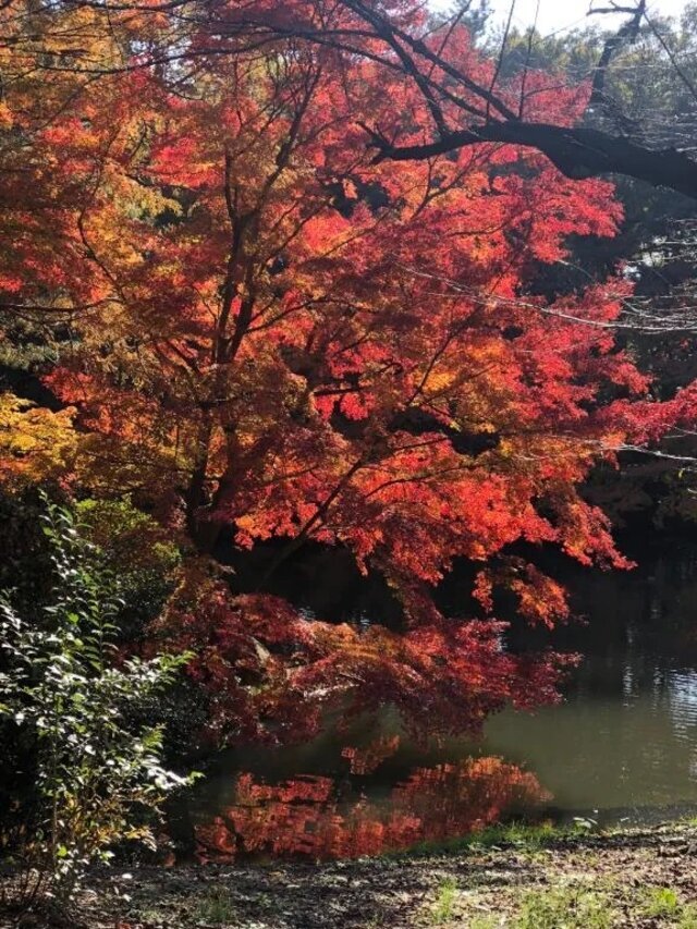 楽しみ〜｜写メ日記｜あいか｜新宿 人妻デリヘル 完熟ばなな 新宿