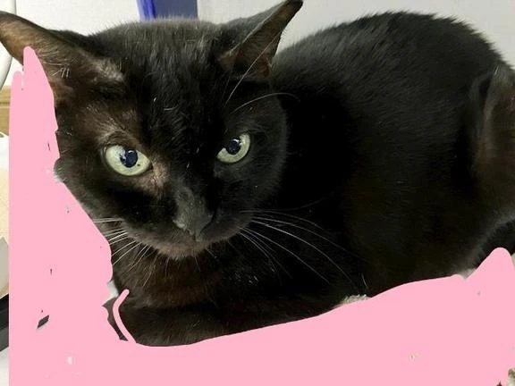 本日、出勤してます。｜写メ日記｜つばき｜新宿 人妻デリヘル 完熟ばなな 新宿