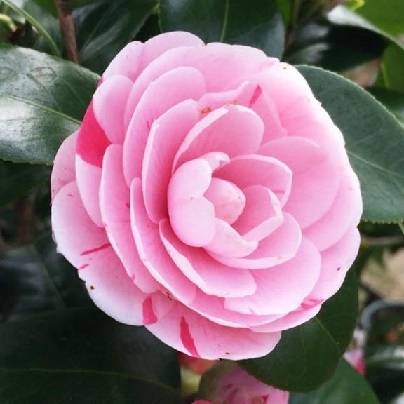 12月🐵初出勤🍊｜写メ日記｜なみ｜新宿 人妻デリヘル 完熟ばなな 新宿