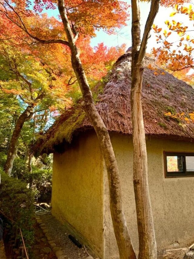 紅葉🍁🍁🍁｜写メ日記｜はるか｜新宿 人妻デリヘル 完熟ばなな 新宿