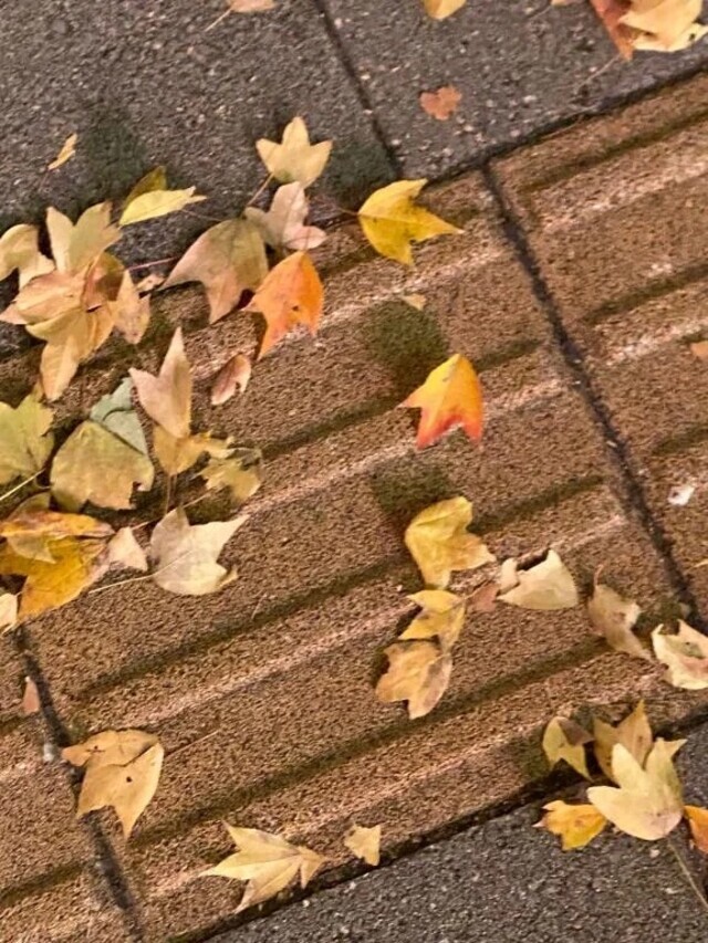 💌お礼日記12/11💌｜写メ日記｜ちえ｜新宿 人妻デリヘル 完熟ばなな 新宿