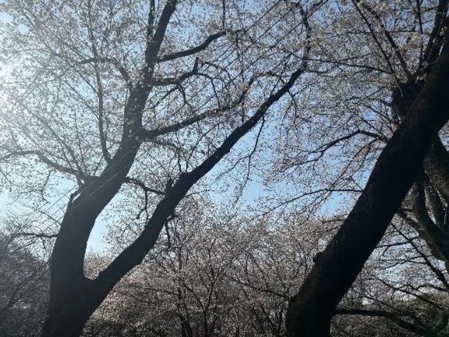 【お礼写メ日記】｜写メ日記｜きえ｜新宿 人妻デリヘル 完熟ばなな 新宿