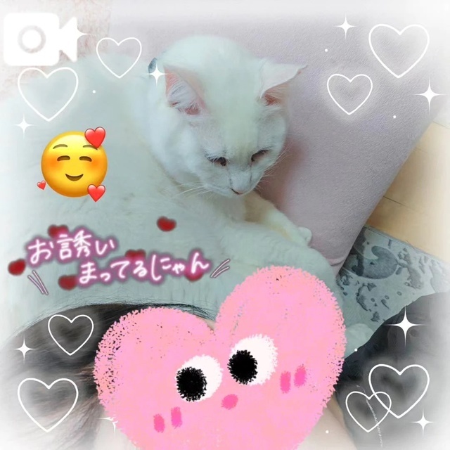 本日、22時まで…❤️｜写メ日記｜さくらこ｜新宿 人妻デリヘル 完熟ばなな 新宿