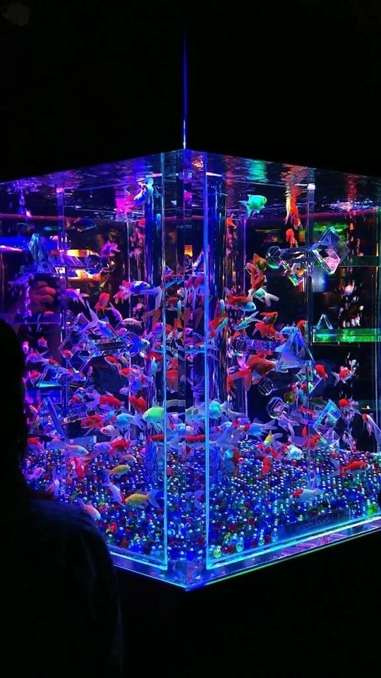 玉無し🍒になった愛犬