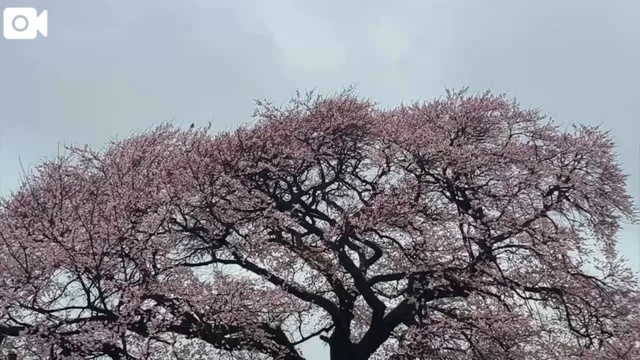 楽しかった１日｜写メ日記｜さら｜新宿 人妻デリヘル 完熟ばなな 新宿