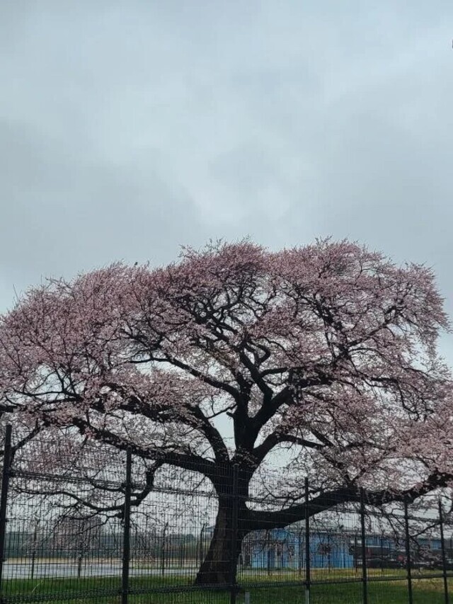桜🌸