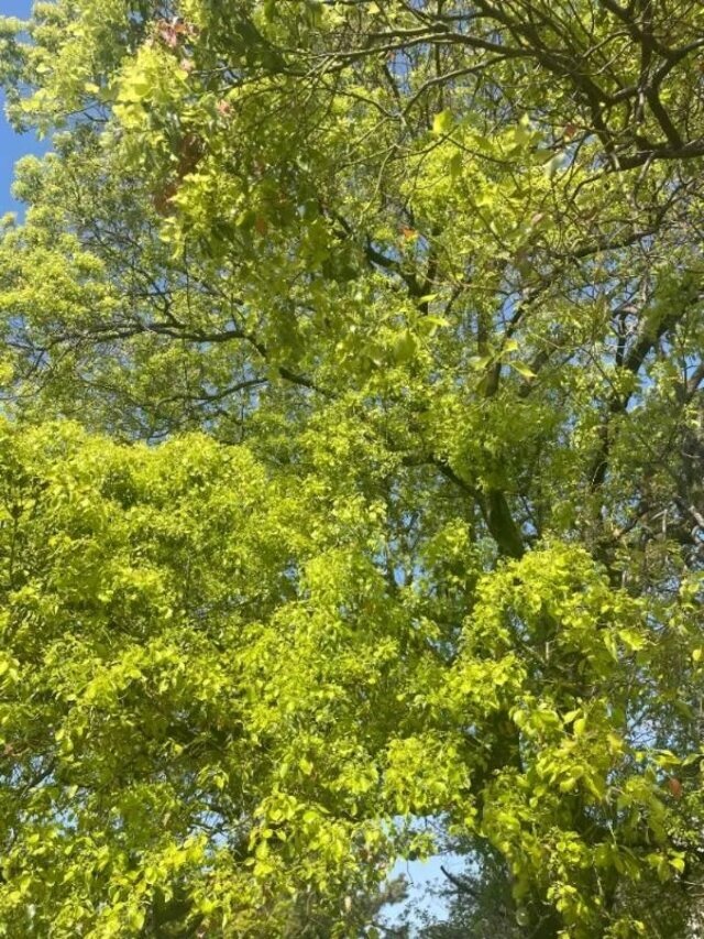 新緑の季節❣️｜写メ日記｜ももか｜新宿 人妻デリヘル 完熟ばなな 新宿