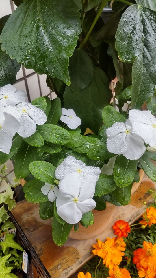 雨⋯