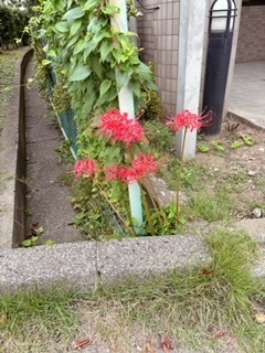 ✨4(土)のお礼✨｜写メ日記｜麻生｜鶯谷 人妻デリヘル ＭＣロイヤル