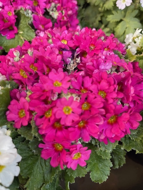 ✨✨双葉です✨✨｜写メ日記｜双葉｜鶯谷 人妻デリヘル ＭＣロイヤル