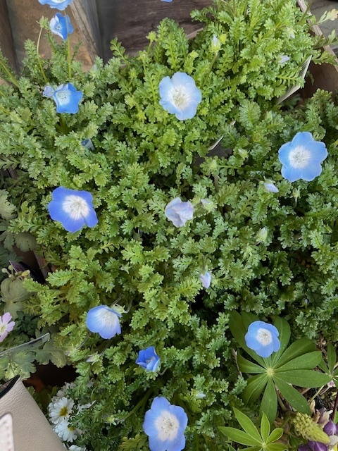 ✨双葉✨｜写メ日記｜双葉｜鶯谷 人妻デリヘル ＭＣロイヤル